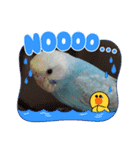 セキセイインコのミィちゃん♡♪2☆（個別スタンプ：13）
