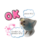 セキセイインコのミィちゃん♡♪2☆（個別スタンプ：16）