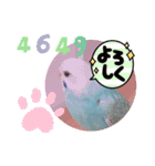 セキセイインコのミィちゃん♡♪2☆（個別スタンプ：19）