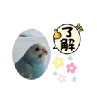 セキセイインコのミィちゃん♡♪2☆（個別スタンプ：22）