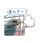 セキセイインコのミィちゃん♡♪2☆（個別スタンプ：23）