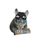 チンチラ まるもスタンプ（個別スタンプ：19）