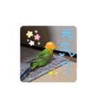 セキセイインコのコロちゃん3（個別スタンプ：1）