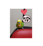 セキセイインコのコロちゃん3（個別スタンプ：2）