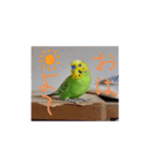 セキセイインコのコロちゃん3（個別スタンプ：3）