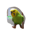 セキセイインコのコロちゃん3（個別スタンプ：11）