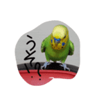 セキセイインコのコロちゃん3（個別スタンプ：13）