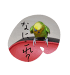 セキセイインコのコロちゃん3（個別スタンプ：14）