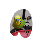 セキセイインコのコロちゃん3（個別スタンプ：15）