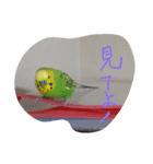 セキセイインコのコロちゃん3（個別スタンプ：16）