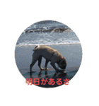 パグのうめちゃま一言〜日常編〜（個別スタンプ：19）