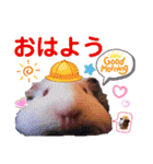 毎日・大人可愛いモルモットファミリーLOVE（個別スタンプ：1）