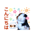 毎日・大人可愛いモルモットファミリーLOVE（個別スタンプ：2）