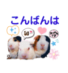 毎日・大人可愛いモルモットファミリーLOVE（個別スタンプ：3）