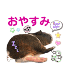 毎日・大人可愛いモルモットファミリーLOVE（個別スタンプ：4）