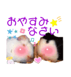 毎日・大人可愛いモルモットファミリーLOVE（個別スタンプ：5）