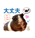 毎日・大人可愛いモルモットファミリーLOVE（個別スタンプ：9）