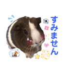 毎日・大人可愛いモルモットファミリーLOVE（個別スタンプ：10）