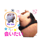 毎日・大人可愛いモルモットファミリーLOVE（個別スタンプ：12）