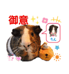 毎日・大人可愛いモルモットファミリーLOVE（個別スタンプ：14）
