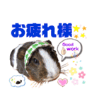 毎日・大人可愛いモルモットファミリーLOVE（個別スタンプ：15）