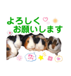 毎日・大人可愛いモルモットファミリーLOVE（個別スタンプ：16）