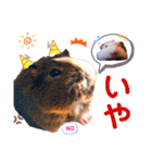 毎日・大人可愛いモルモットファミリーLOVE（個別スタンプ：17）