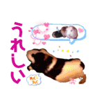 毎日・大人可愛いモルモットファミリーLOVE（個別スタンプ：23）