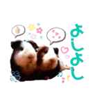 毎日・大人可愛いモルモットファミリーLOVE（個別スタンプ：24）