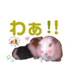毎日・大人可愛いモルモットファミリーLOVE（個別スタンプ：25）