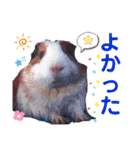 毎日・大人可愛いモルモットファミリーLOVE（個別スタンプ：27）