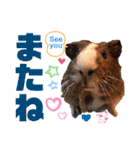 毎日・大人可愛いモルモットファミリーLOVE（個別スタンプ：31）