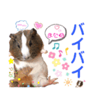 毎日・大人可愛いモルモットファミリーLOVE（個別スタンプ：34）