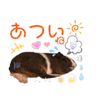 毎日・大人可愛いモルモットファミリーLOVE（個別スタンプ：35）
