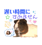 毎日・大人可愛いモルモットファミリーLOVE（個別スタンプ：38）