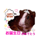 毎日・大人可愛いモルモットファミリーLOVE（個別スタンプ：39）