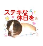 毎日・大人可愛いモルモットファミリーLOVE（個別スタンプ：40）