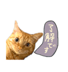 うちの茶トラたち 2（個別スタンプ：1）
