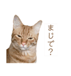 うちの茶トラたち 2（個別スタンプ：2）