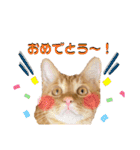 うちの茶トラたち 2（個別スタンプ：6）