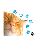 うちの茶トラたち 2（個別スタンプ：9）