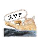 うちの茶トラたち 2（個別スタンプ：10）