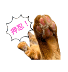 うちの茶トラたち 2（個別スタンプ：11）