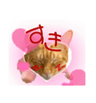 うちの茶トラたち 2（個別スタンプ：16）