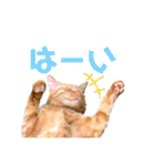 うちの茶トラたち 2（個別スタンプ：20）
