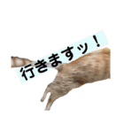 うちの茶トラたち 2（個別スタンプ：24）