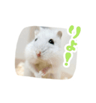 はむずだよ2（個別スタンプ：3）