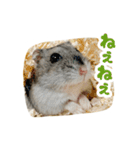 はむずだよ2（個別スタンプ：9）