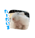 はむずだよ2（個別スタンプ：11）
