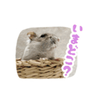 はむずだよ2（個別スタンプ：20）